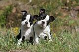 BOSTON TERRIER 179